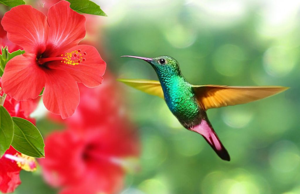 Hummingbird