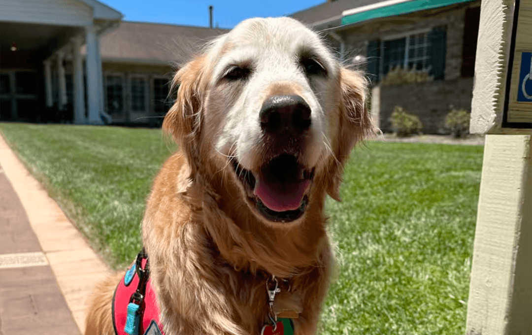 Hope, Golden Retriever, certified pet therapy dog